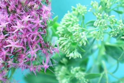 花屋を銀座でお探しならKT.Flowerへ　花言葉　誕生花　ベンケイソウ