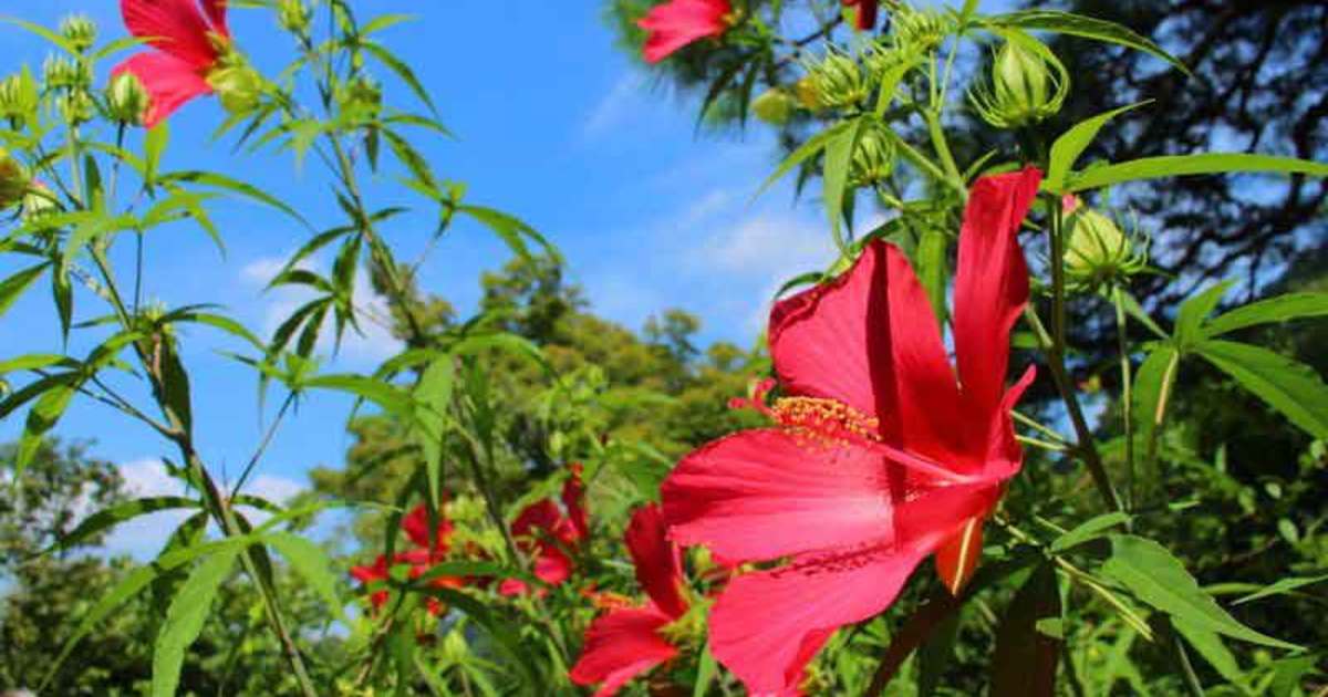 明日の花言葉 10月1日 花屋を銀座でお探しならkt Flowerへ 銀座の花屋のkt Flowerのブログをご覧下さい
