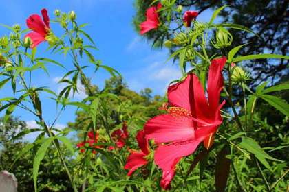 花屋を銀座でお探しならKT.Flowerへ　花言葉　誕生花　モミジアオイ