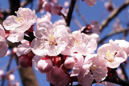 花屋を銀座でお探しならKT.Flowerへ　花言葉　誕生花　アンズ
