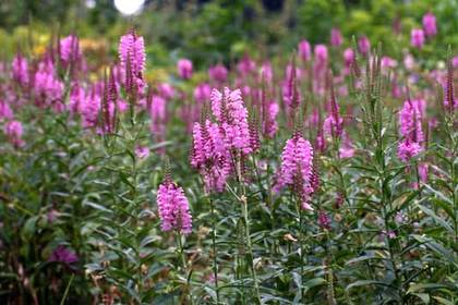 花屋を銀座でお探しならKT.Flowerへ　花言葉　誕生花　カクトラノオ