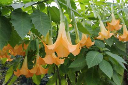 花屋を銀座でお探しならKT.Flowerへ　花言葉　誕生花　エンゼルトランペット