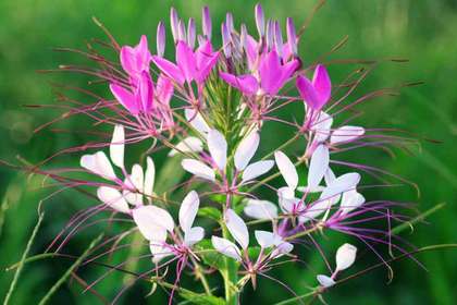 花屋を銀座でお探しならKT.Flowerへ　花言葉　誕生花　クレオメ