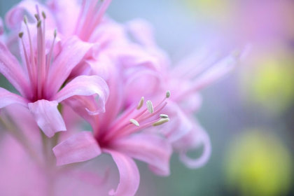 花屋を銀座でお探しならKT.Flowerへ　花言葉　誕生花　ネリネ