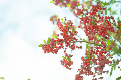 花屋を銀座でお探しならKT.Flowerへ　花言葉　誕生花　ピラカンサ