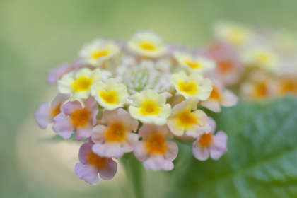 花屋を銀座でお探しならKT.Flowerへ　花言葉　誕生花　ランタナ