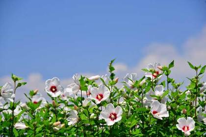 花屋を銀座でお探しならKT.Flowerへ　花言葉　誕生花　ムクゲ