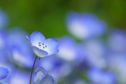 花屋を銀座でお探しならKT.Flowerへ　花言葉　誕生花　ネモフィラ