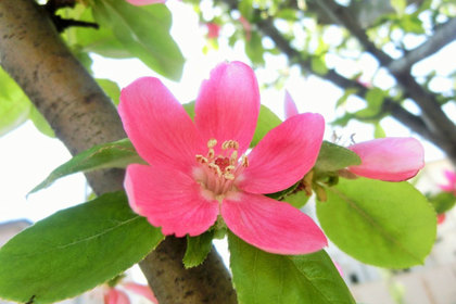 花屋を銀座でお探しならKT.Flowerへ　花言葉　誕生花　カリン