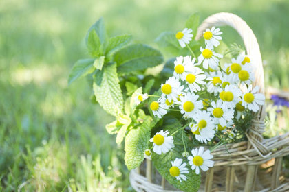 花屋を銀座でお探しならKT.Flowerへ　花言葉　誕生花　カモミール