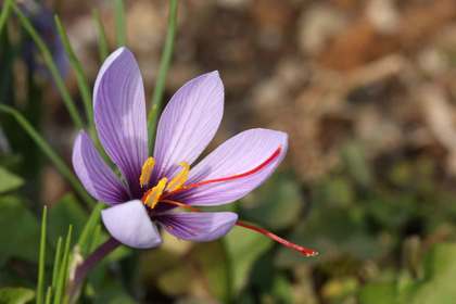 花屋を銀座でお探しならKT.Flowerへ　花言葉　誕生花　サフラン