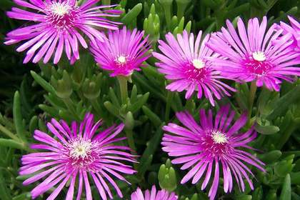 花屋を銀座でお探しならKT.Flowerへ　花言葉　誕生花　マツバギク