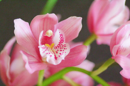 花屋を銀座でお探しならKT.Flowerへ　花言葉　誕生花　シンビジウム