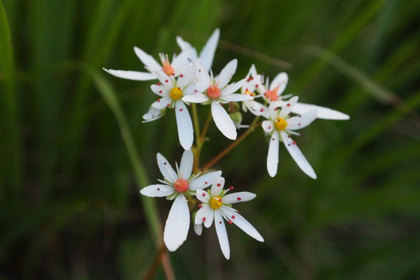 花屋を銀座でお探しならKT.Flowerへ　花言葉　誕生花　ダイモンジソウ