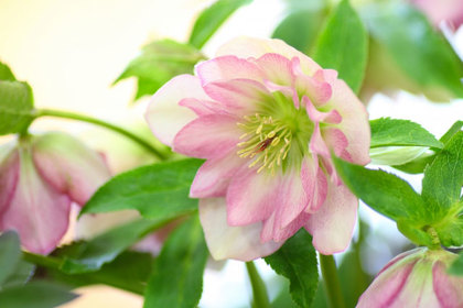 花屋を銀座でお探しならKT.Flowerへ　花言葉　誕生花　クリスマスローズ