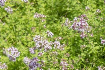 花屋を銀座でお探しならKT.Flowerへ　花言葉　誕生花　オレガノ