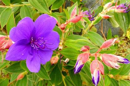 花屋を銀座でお探しならKT.Flowerへ　花言葉　誕生花　シコンノボタン