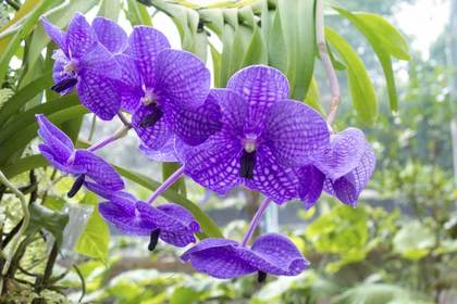 花屋を銀座でお探しならKT.Flowerへ　花言葉　誕生花　バンダ