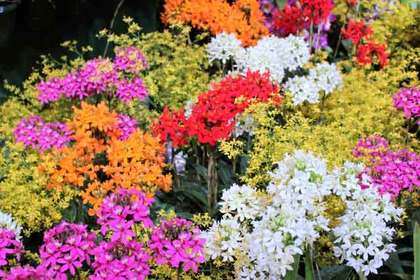 花屋を銀座でお探しならKT.Flowerへ　花言葉　誕生花　エピデンドラム