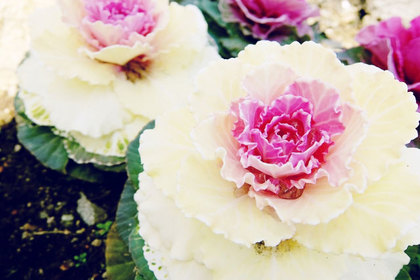 花屋を銀座でお探しならKT.Flowerへ　花言葉　誕生花　ハボタン