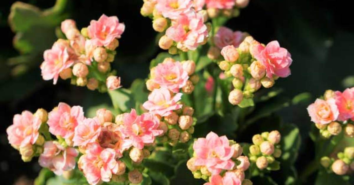 明日の花言葉 12月1日 花屋を銀座でお探しならkt Flowerへ 銀座の花屋のkt Flowerのブログをご覧下さい