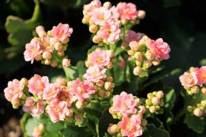 花屋を銀座でお探しならKT.Flowerへ　花言葉　誕生花　カランコエ