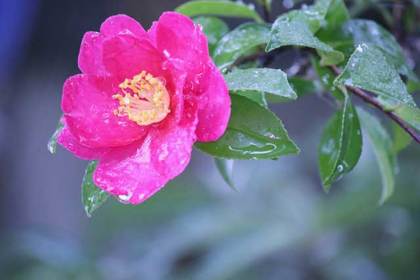 花屋を銀座でお探しならKT.Flowerへ　花言葉　誕生花　サザンカ