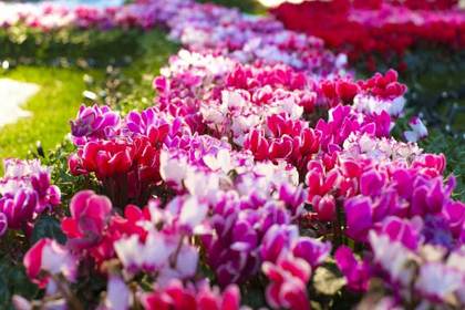 花屋を銀座でお探しならKT.Flowerへ　花言葉　誕生花　シクラメン