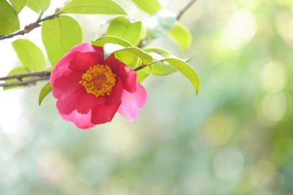 花屋を銀座でお探しならKT.Flowerへ　花言葉　誕生花　ツバキ