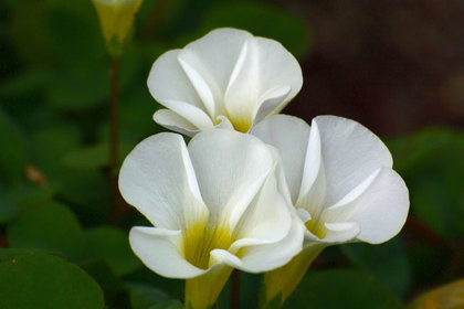 花屋を銀座でお探しならKT.Flowerへ　花言葉　誕生花　オキザリス