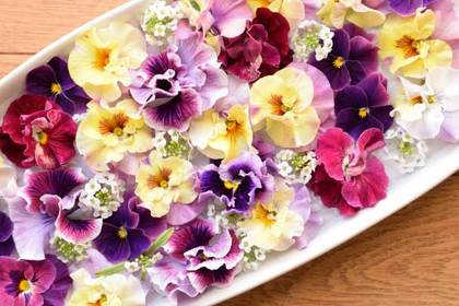 花屋を銀座でお探しならKT.Flowerへ　花言葉　誕生花　パンジー