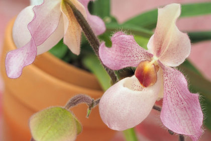 花屋を銀座でお探しならKT.Flowerへ　花言葉　誕生花　パティオペデュラム