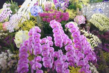 花屋を銀座でお探しならKT.Flowerへ　花言葉　誕生花　コチョウラン
