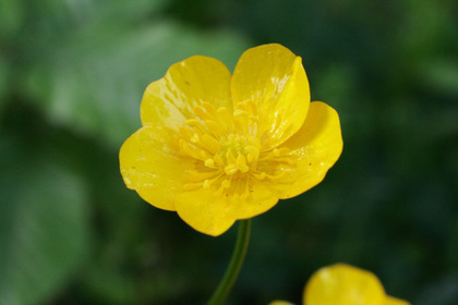 花屋を銀座でお探しならKT.Flowerへ　花言葉　誕生花　キンポウゲ