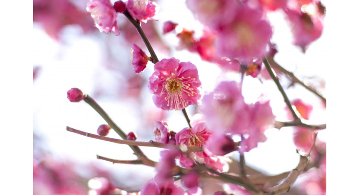 明日の花言葉 2月1日 花屋を銀座でお探しならkt Flowerへ 銀座の花屋のkt Flowerのブログをご覧下さい