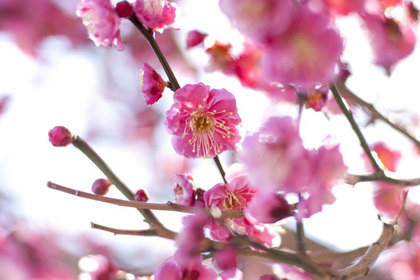 花屋を銀座でお探しならKT.Flowerへ　花言葉　誕生花　ウメ