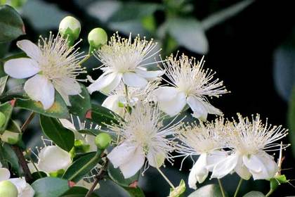 花屋を銀座でお探しならKT.Flowerへ　花言葉　誕生花　ギンバイカ