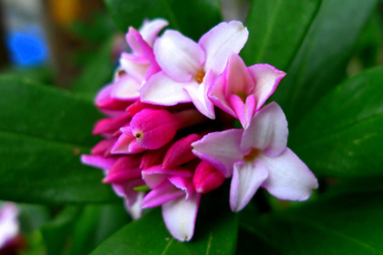 花屋を銀座でお探しならKT.Flowerへ　花言葉　誕生花　ジンチョウゲ