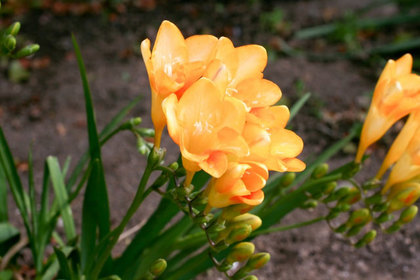 花屋を銀座でお探しならKT.Flowerへ　花言葉　誕生花　フリージア