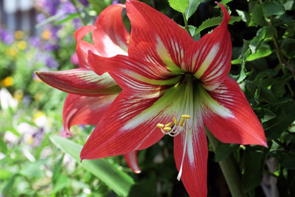 花屋を銀座でお探しならKT.Flowerへ　花言葉　誕生花　アマリリス