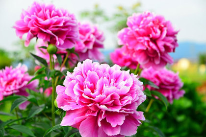 花屋を銀座でお探しならKT.Flowerへ　花言葉　誕生花　シャクヤク