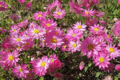 花屋を銀座でお探しならKT.Flowerへ　花言葉　誕生花　ローダンセ