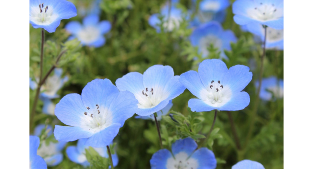 明日の花言葉 2月21日 花屋を銀座でお探しならkt Flowerへ 銀座の花屋のkt Flowerのブログをご覧下さい