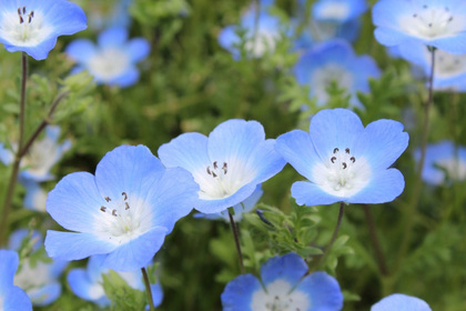 花屋を銀座でお探しならKT.Flowerへ　花言葉　誕生花　ネモフィラ