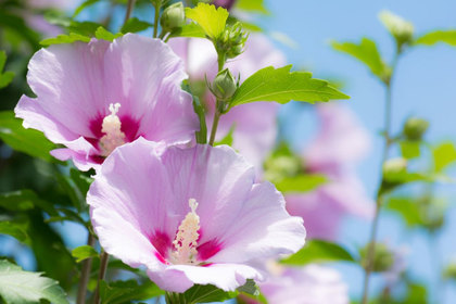 花屋を銀座でお探しならKT.Flowerへ　花言葉　誕生花　ムクゲ
