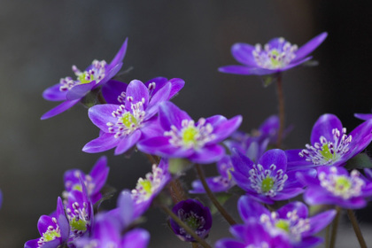 花屋を銀座でお探しならKT.Flowerへ　花言葉　誕生花　ユキワリソウ