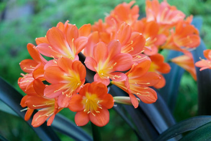 花屋を銀座でお探しならKT.Flowerへ　花言葉　誕生花　クンシラン