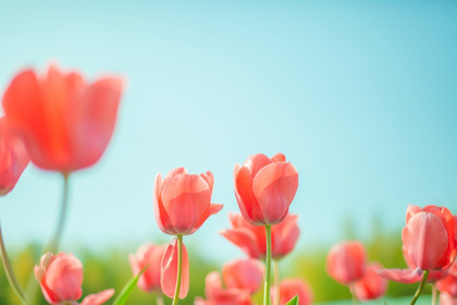 花屋を銀座でお探しならKT.Flowerへ　花言葉　誕生花　チューリップ