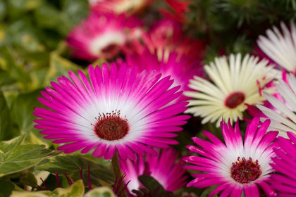 花屋を銀座でお探しならKT.Flowerへ　花言葉　誕生花　リビングストンデージー