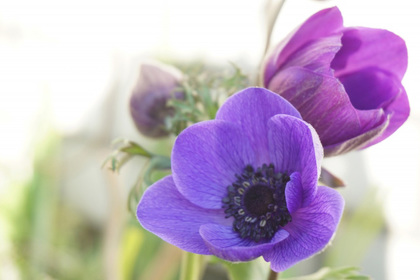 花屋を銀座でお探しならKT.Flowerへ　花言葉　誕生花　アネモネ